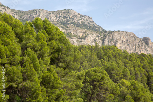 Obraz na płótnie Pine Tree in Aixorta Mountain Range; Guadalest; Alicante; Spain w salonie