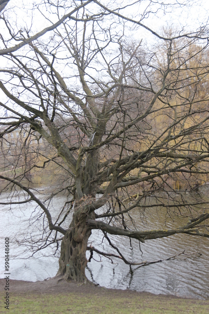 Árbol seco Árbol seco