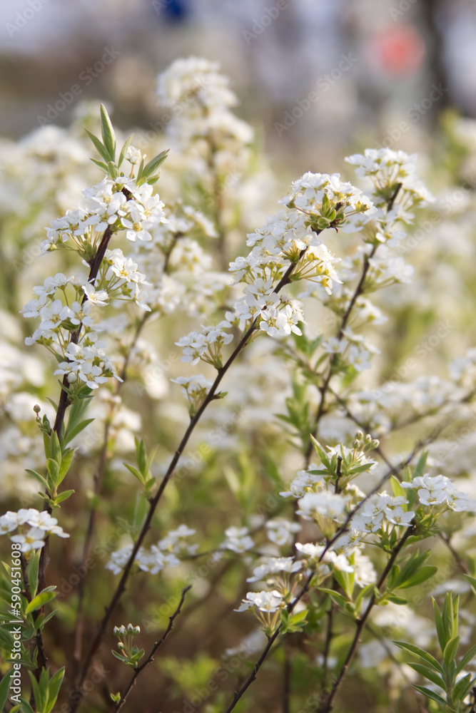 White flowers on the branches of a spring bush close up White flowers on the branches of a spring bush close up