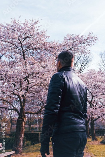 Kirschblüte in Deutschland