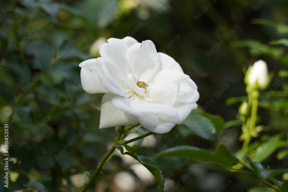 Weiße Blume Weiße Blume