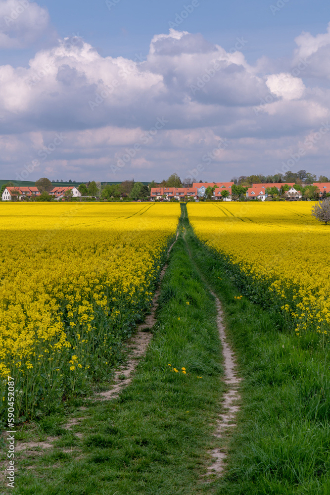 Rural landscape. Green path among yellow rapeseed fields. Sunny summer day. Big blue clouds. Germany, near Dresden