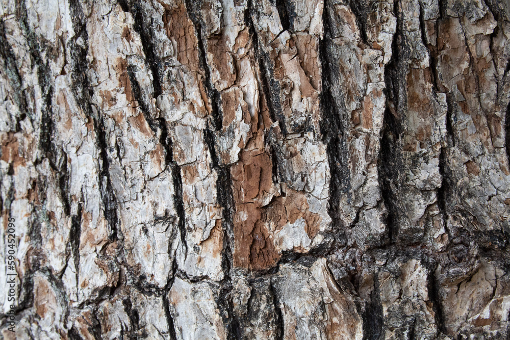 Tree bark texture pattern, old maple wood trunk as background. Dry tree bark texture and background, nature concept.Ginkgo, cherry and zelkova tree trunks.Bark covered with green moss. Stone wall. Tree bark texture pattern, old maple wood trunk as background. Dry tree bark texture and background, nature concept.Ginkgo, cherry and zelkova tree trunks.Bark covered with green moss. Stone wall.