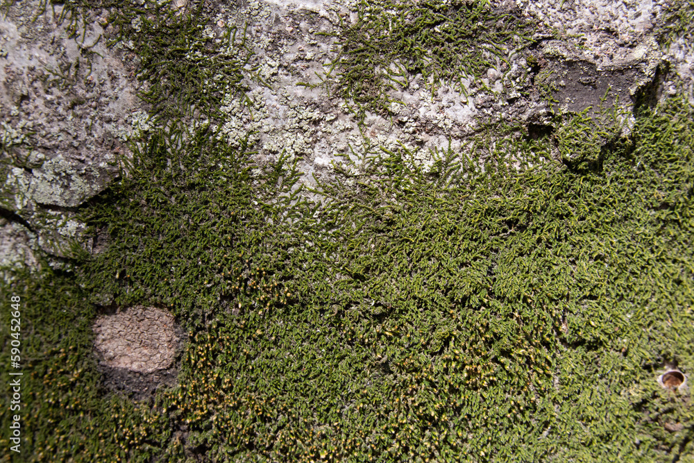 Obraz premium Tree bark texture pattern, old maple wood trunk as background. Dry tree bark texture and background, nature concept.Ginkgo, cherry and zelkova tree trunks.Bark covered with green moss. Stone wall.