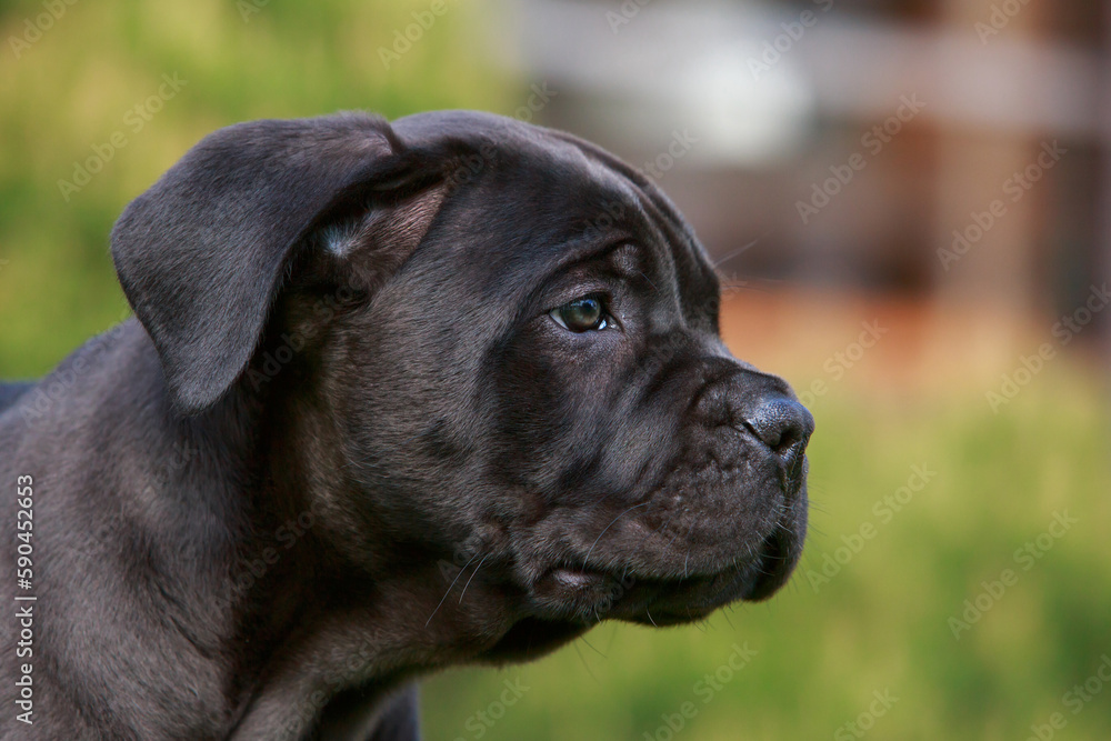 cane corso italiano puppy cane corso italiano puppy