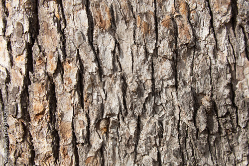 Tree bark texture pattern, old maple wood trunk as background. Dry tree bark texture and background, nature concept.Ginkgo, cherry and zelkova tree trunks.Bark covered with green moss. Stone wall.