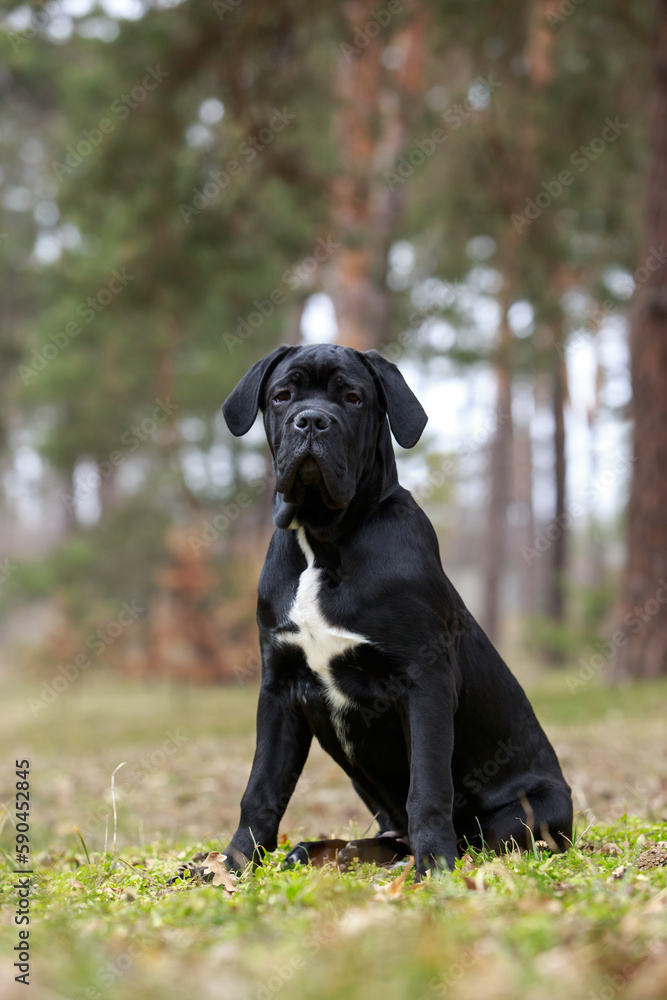 dog breed cane corso