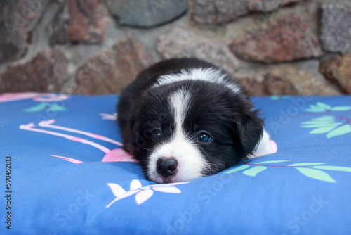 Dog breed Border Collie