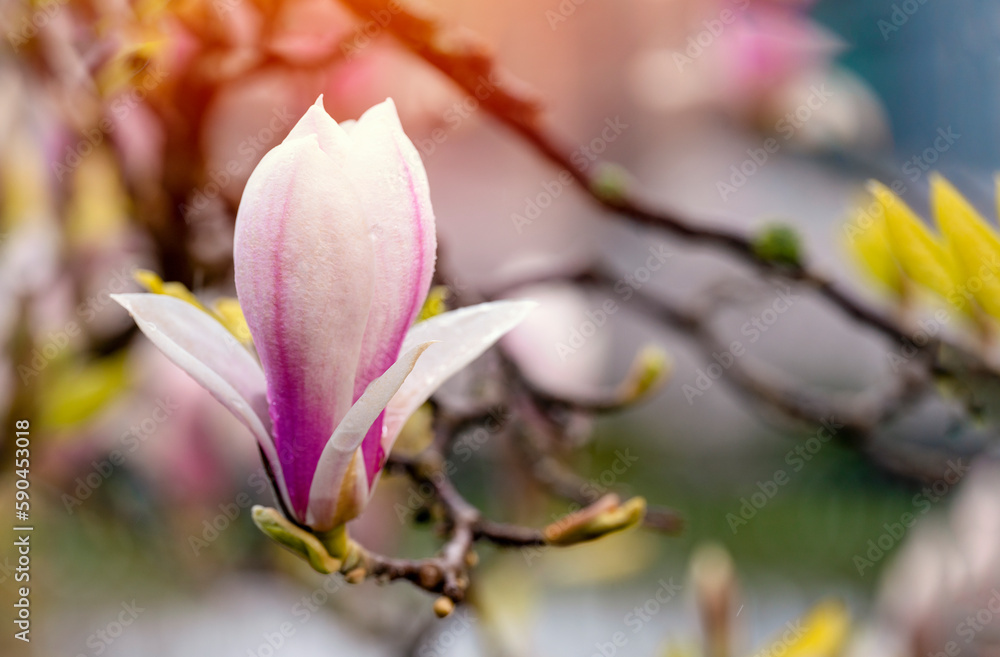 Obraz premium white and pink magnolia flowers on the branch on a warm spring sunny day