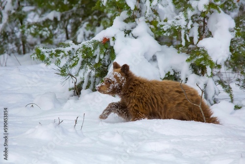 Closeup of a cute brown bear cub walking on snow. Montana  United States.