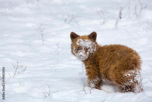 Closeup of a cute brown bear cub on snow. Montana  United States.