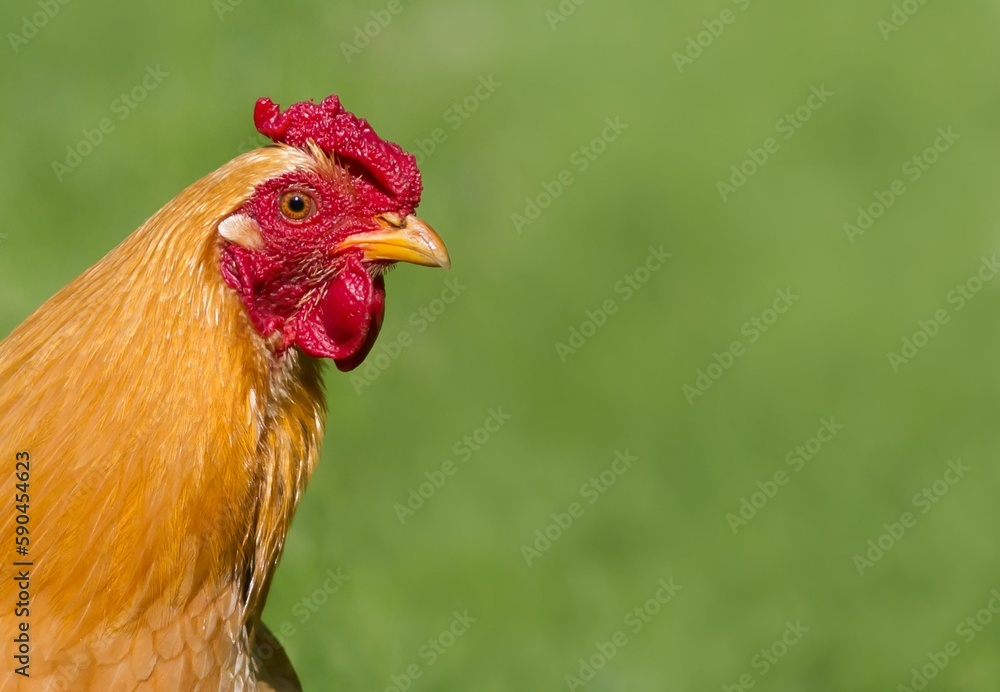Closeup shot of a chicken in the meadow