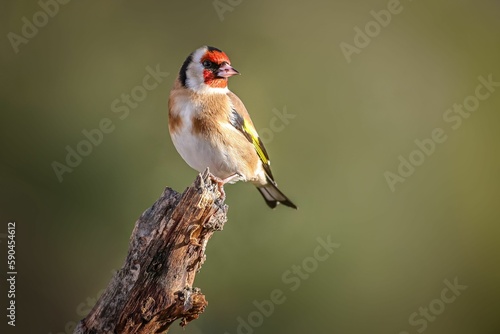 Shallow focus shot of adorable Goldfinch perched on the top of tree branch