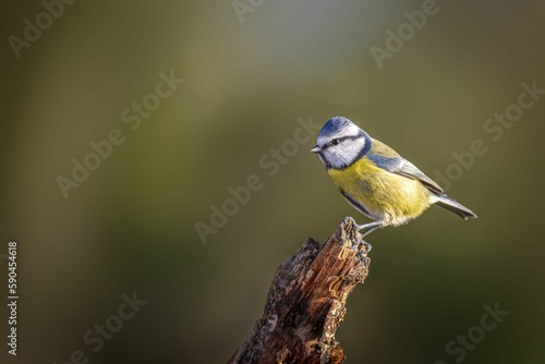 Blue tit bird perching on a dead tree against a blurred background © David Dales/Wirestock Creators