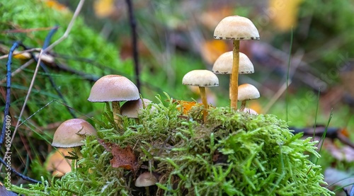 Group of cute Hypholoma capnoides mushrooms in the forest