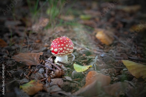 Closeup shot of a Fly agaric fungus on the ground