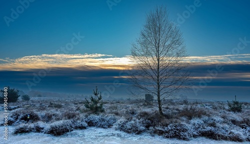 Leafless tree in a snow-covered field full of bushes at sunrise
