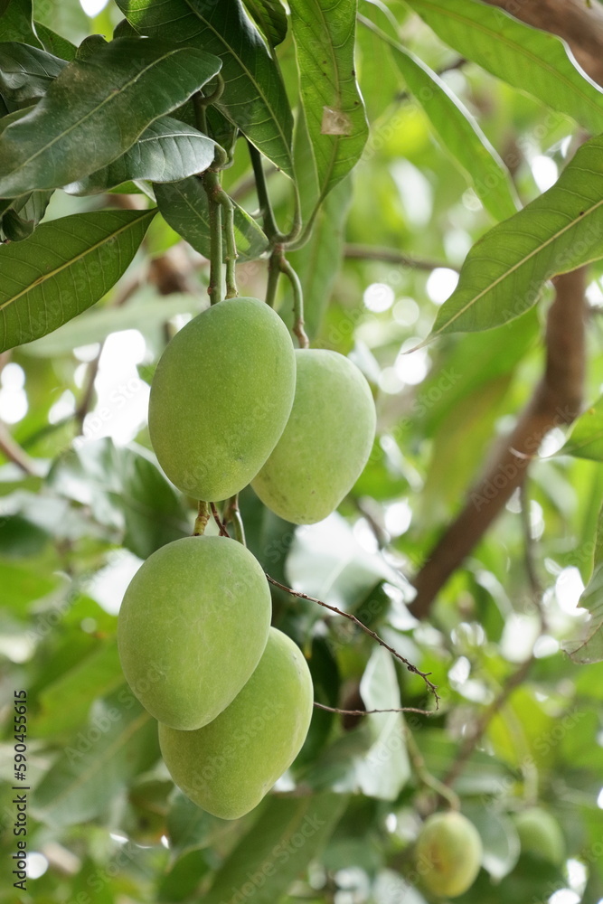 mango bouquet of tropical fruit