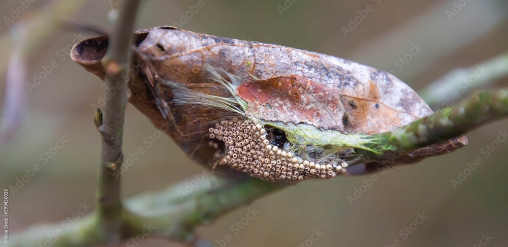 Closeup shot of a moth cocoon with eggs. Closeup shot of a moth cocoon with eggs.