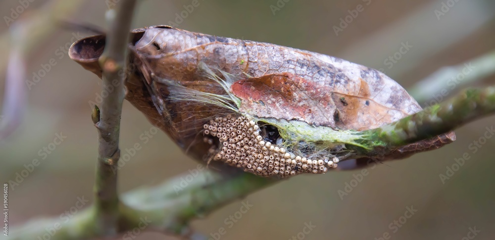 Closeup shot of a moth cocoon with eggs.