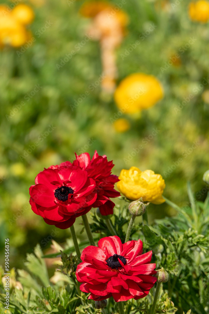 Blooming red garden flowers Buttercups on a blurred background. Ranunculus flowers.
