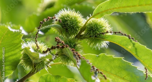 Closeup shot of chestnut tree fruits.