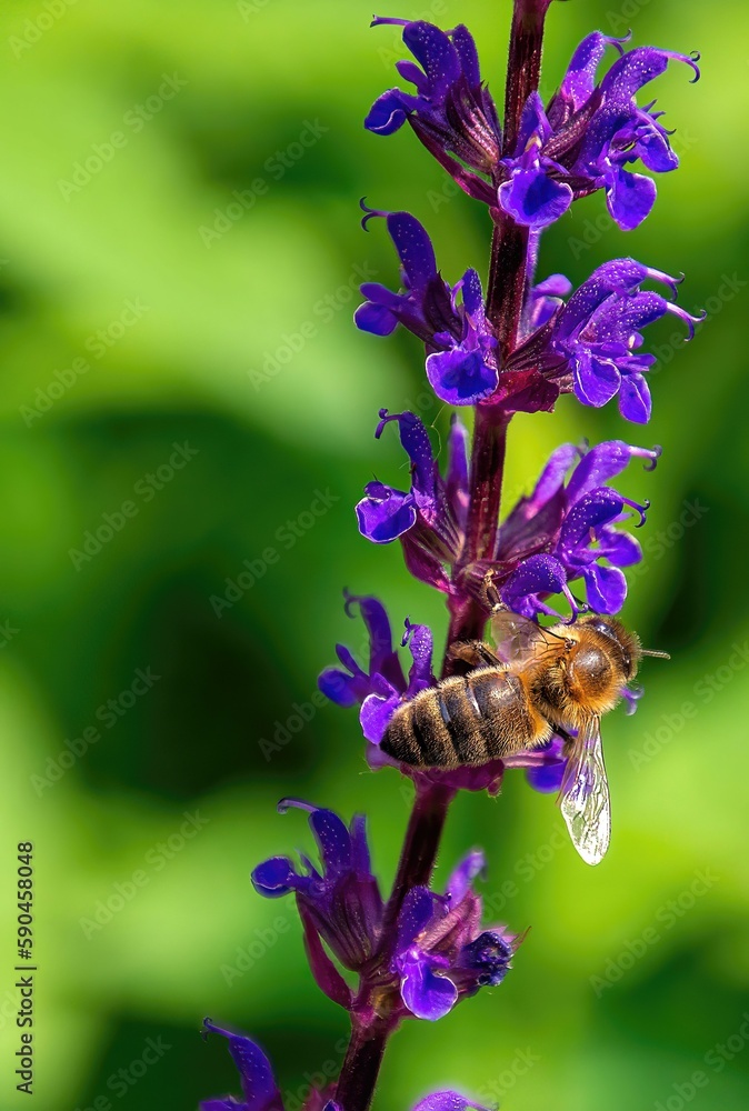 Vertical macro of a Western honey bee pollinating on the may night meadow sage flowering plant Vertical macro of a Western honey bee pollinating on the may night meadow sage flowering plant