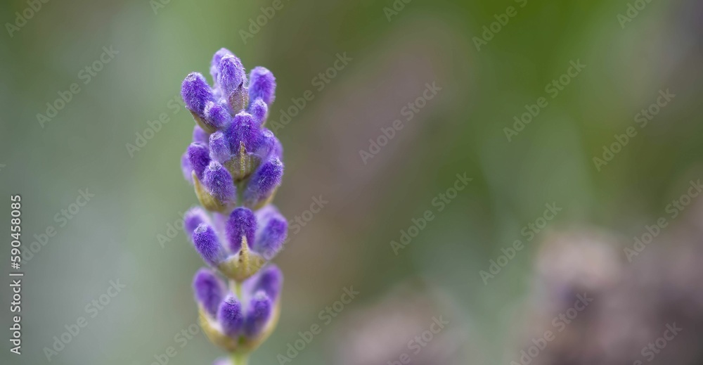 Closeup of a beautiful lavender, lavandula augustifolia captured against a blurred background Closeup of a beautiful lavender, lavandula augustifolia captured against a blurred background
