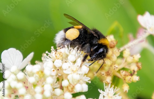 Selective focus macro view of the Bumblebee on beautiful False hydrangea