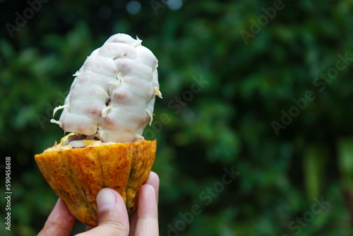 A hand holding a chocolate pod cut like ice cream. Blurred nature background. Selective focus. Right copy space photo