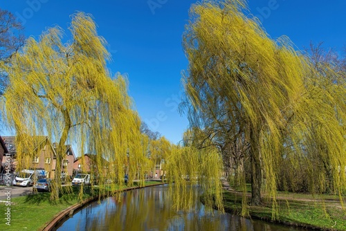 Weeping willow tree near the river