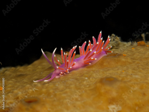 Cute pink nudibranch on a sea sponge  © Sakis Lazarides