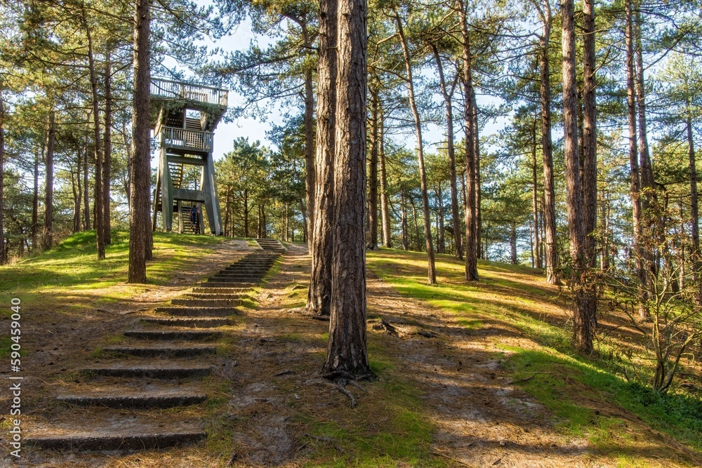 Stairs going up through the forest