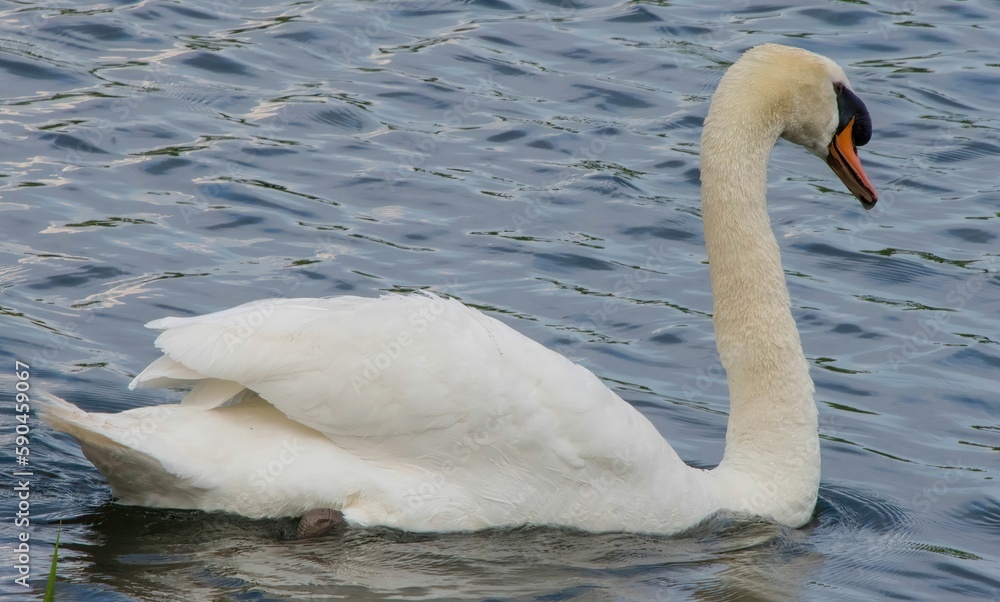 Closeup shot of a beautiful white swan swinging in the pond Closeup shot of a beautiful white swan swinging in the pond