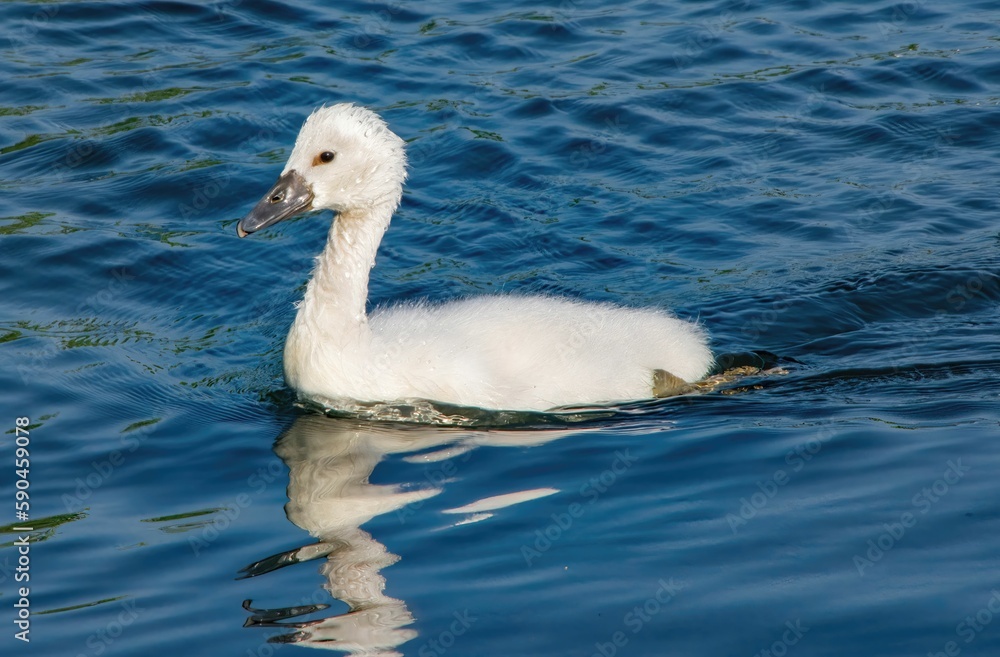 Closeup shot of a white swan swimming in the lake on a sunny day