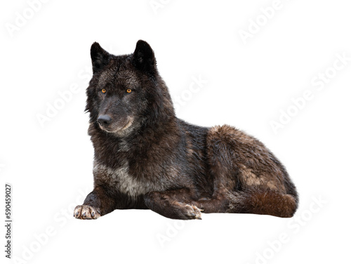 black canadian wolf lies on snow isolated on white background