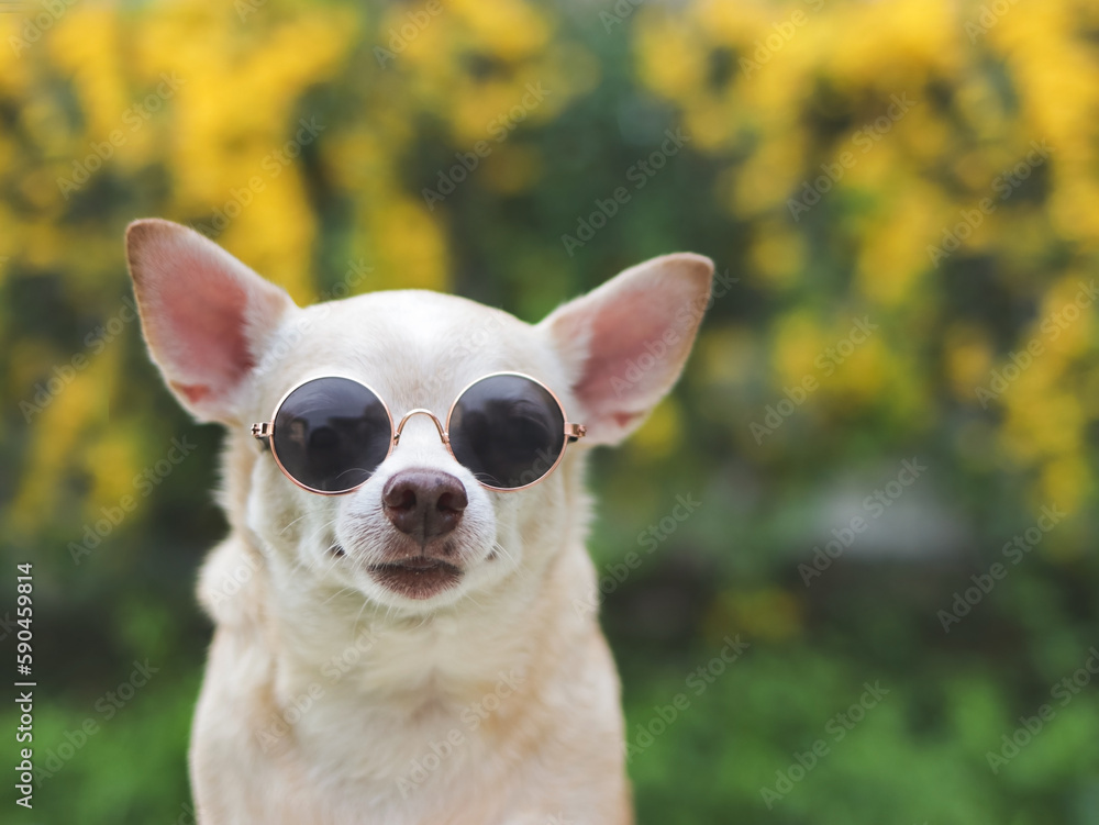 brown short hair  Chihuahua dog wearing sunglasses  sitting on green grass in the garden with yellow  flowers blackground,  looking at camera.