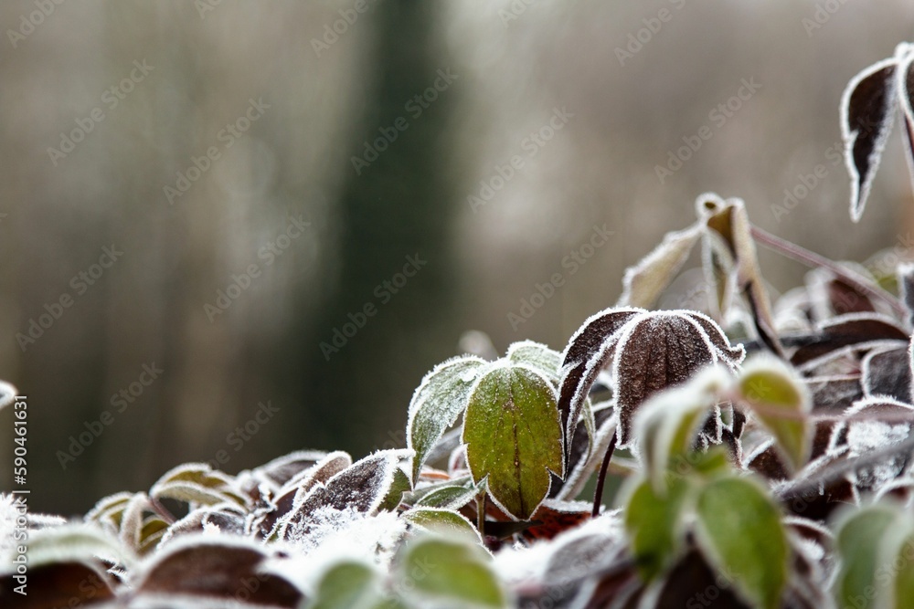 Closeup shot of green leaves covered with frost on a snowy day Closeup shot of green leaves covered with frost on a snowy day