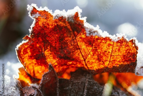 Closeup shot of red leaves covered with frost on a snowy day