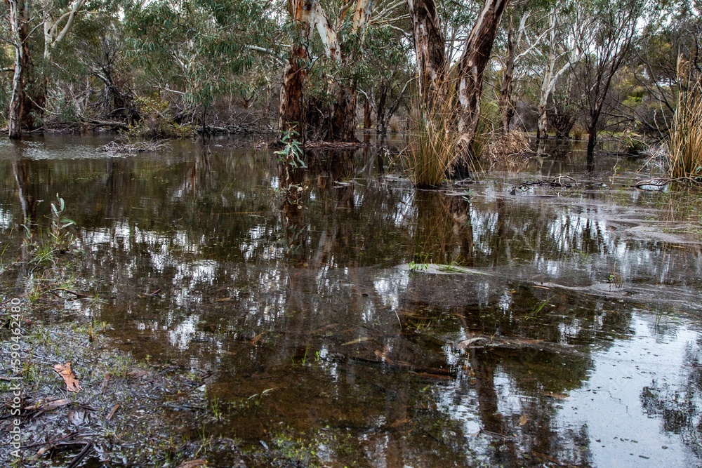 Flooded Aldinga Conservation Park with eucalyptus, wattle and she-oak trees reflected in water Flooded Aldinga Conservation Park with eucalyptus, wattle and she-oak trees reflected in water