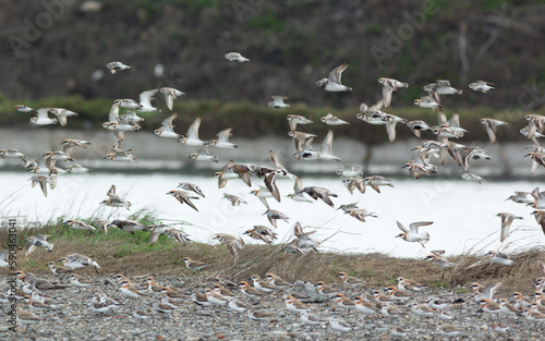 Flock of birds flying 