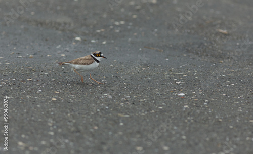 Little ringed plover, Charadrius dubius, walking on the street