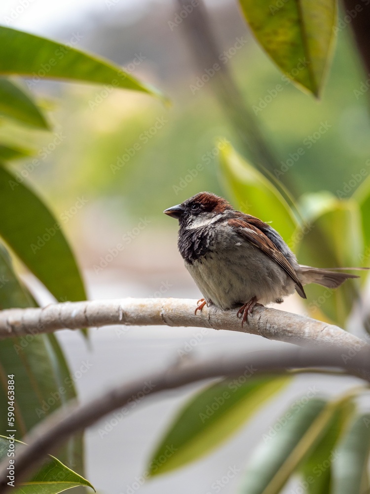 Naklejka premium Bird Sitting on a Tree Branch