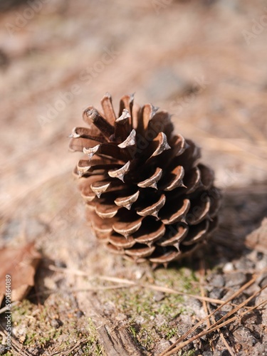 A Lonely Brown Pinecone