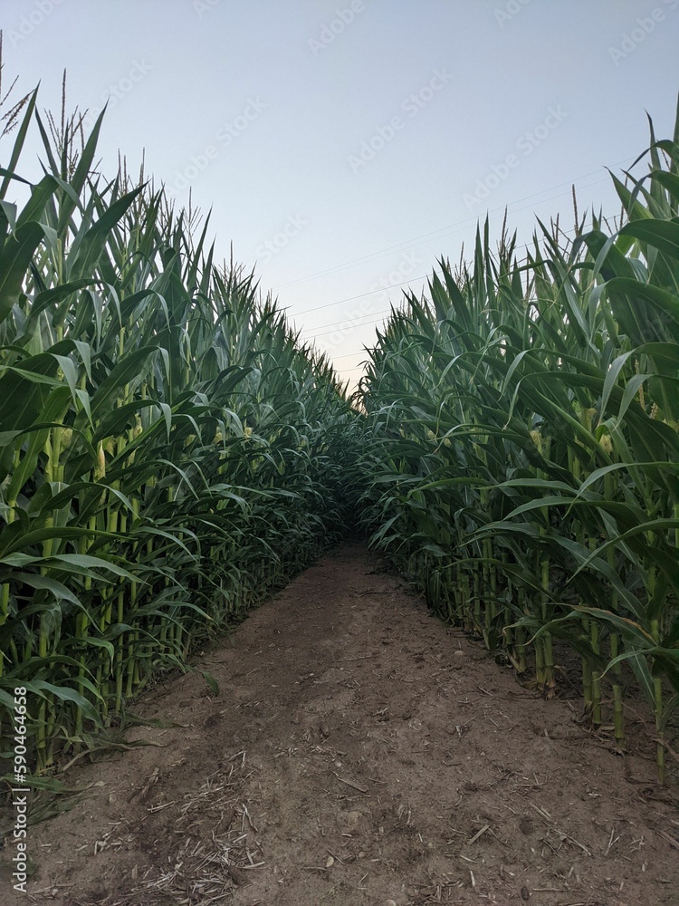 Obraz premium Vertical shot of a path through a corn field