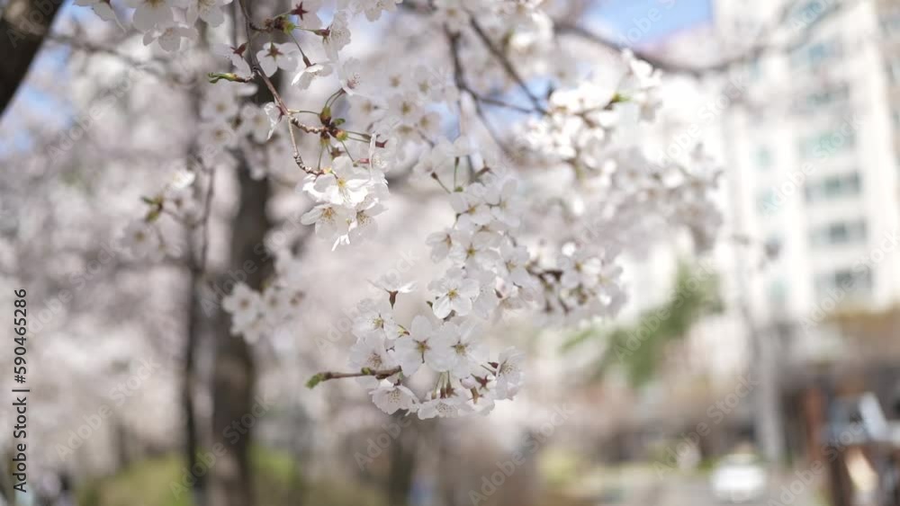 blossom in spring blossom in spring