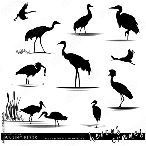 Wildlife. Wading birds set. Herons and cranes birds silhouettes. Vector illustration