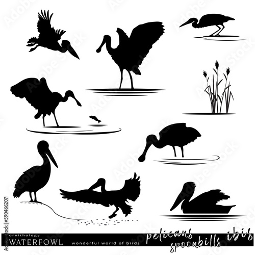 Wildlife. Waterfowl birds set. Pelicans  ibis  spoonbills birds silhouette. Vector illustration
