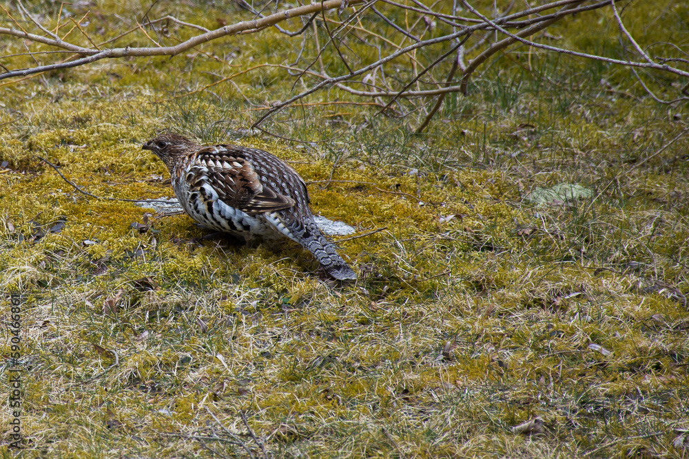 Fototapeta premium female spruce grouse