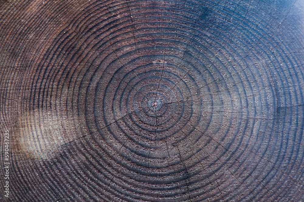 Texture of a cut tree with annual rings. Texture of a cut tree with annual rings.